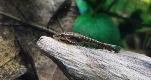 Сомики склеромістакс, Scleromystax barbatus, Otothyropsis piribebuy