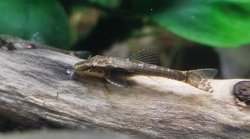 Сомики склеромістакс, Scleromystax barbatus, Otothyropsis piribebuy