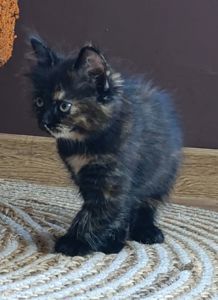 Віддам у добрі руки кошеня