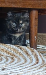 Віддам у добрі руки кошеня