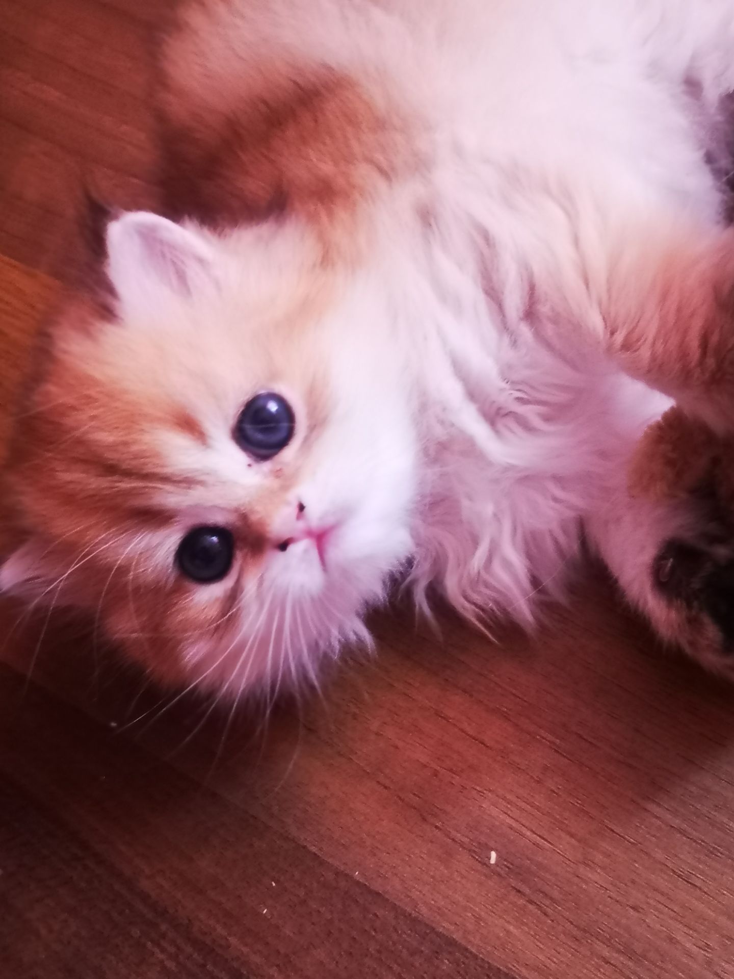 Котята британской золотой шиншиллы