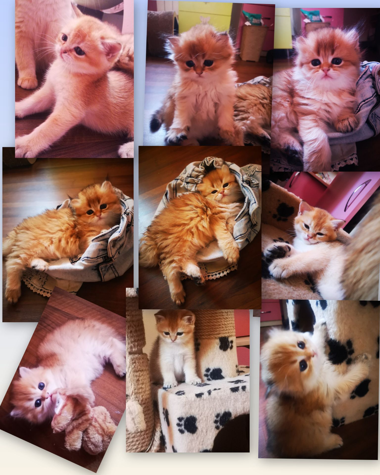 Котята британской золотой шиншиллы