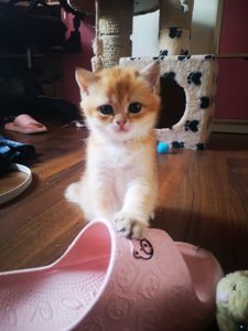 Котята британской золотой шиншиллы
