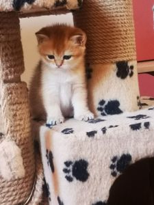 Котята британской золотой шиншиллы