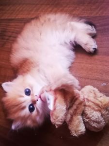 Котята британской золотой шиншиллы