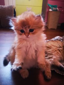 Котята британской золотой шиншиллы