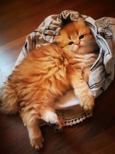 Котята британской золотой шиншиллы