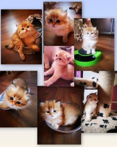 Котята британской золотой шиншиллы