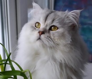 Шотланська дівчинка кошеня Scottish Straight золота шиншила
