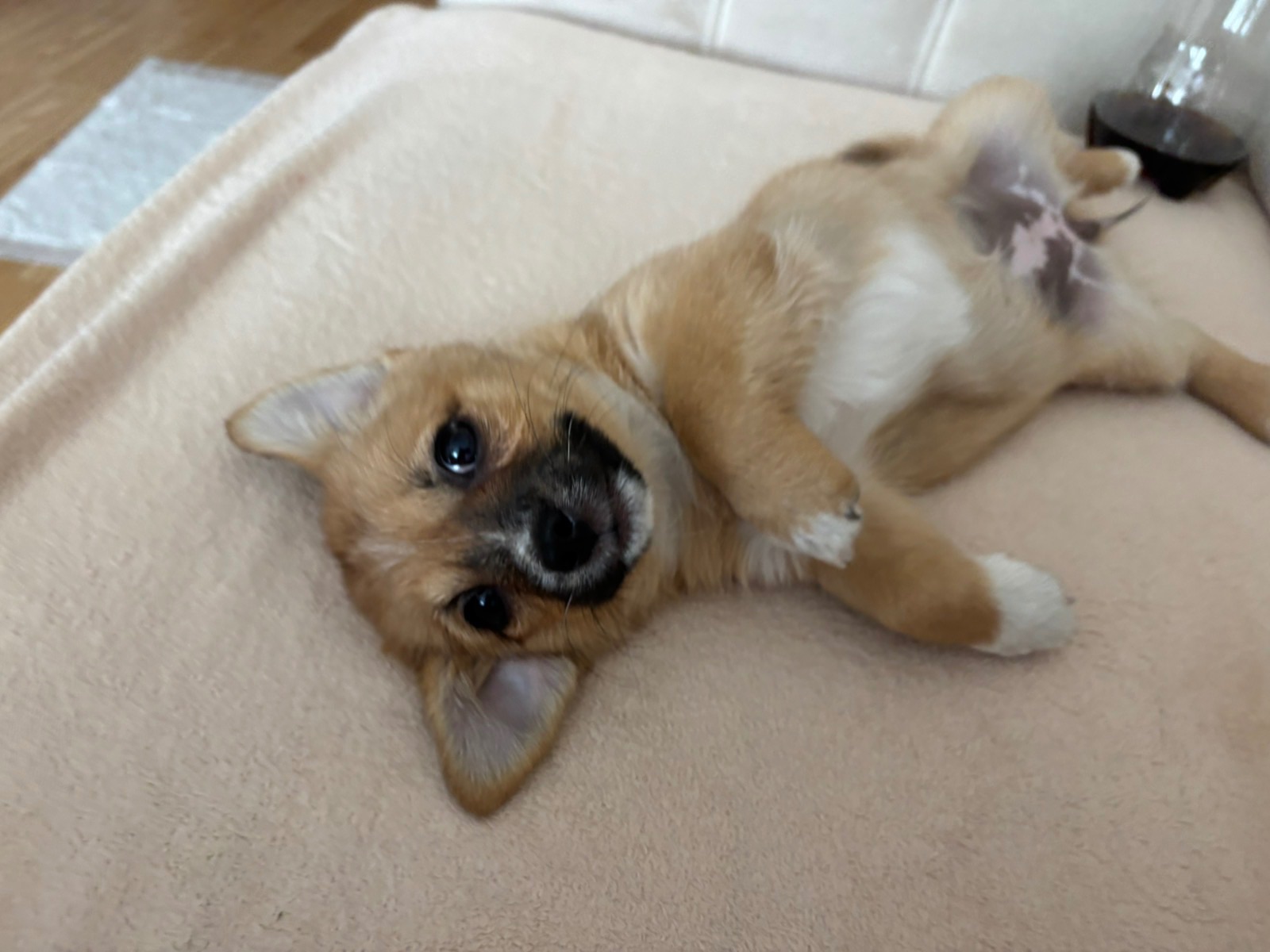 Віддам у добрі руки собачку. 🐶 Дівчинка, 4 місяці, вакцинована. Мама — пекінес, тато невідомий