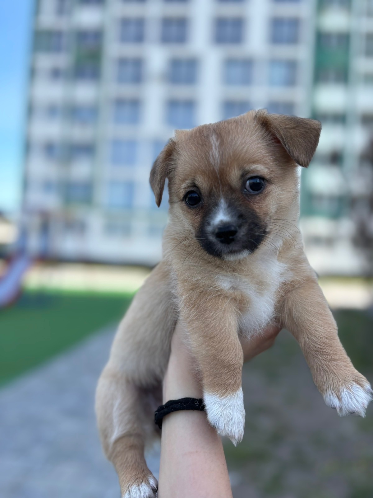 Віддам у добрі руки собачку. 🐶 Дівчинка, 4 місяці, вакцинована. Мама — пекінес, тато невідомий