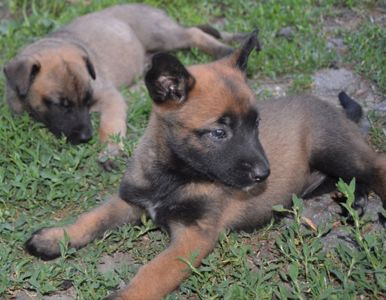 Цуценята бельгійської вівчарки малінуа шукають найкращі родини! ❤️