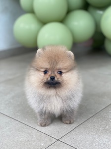 Померанський шпіц хлопчик