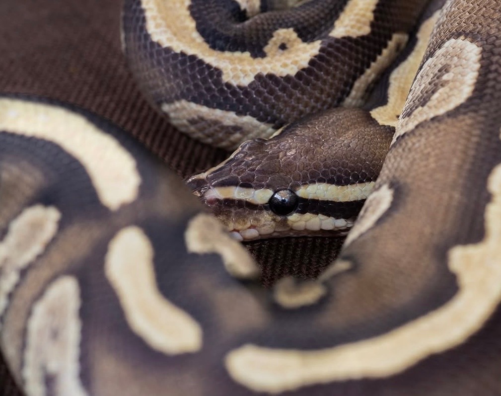 Самка Mojave yellow belly