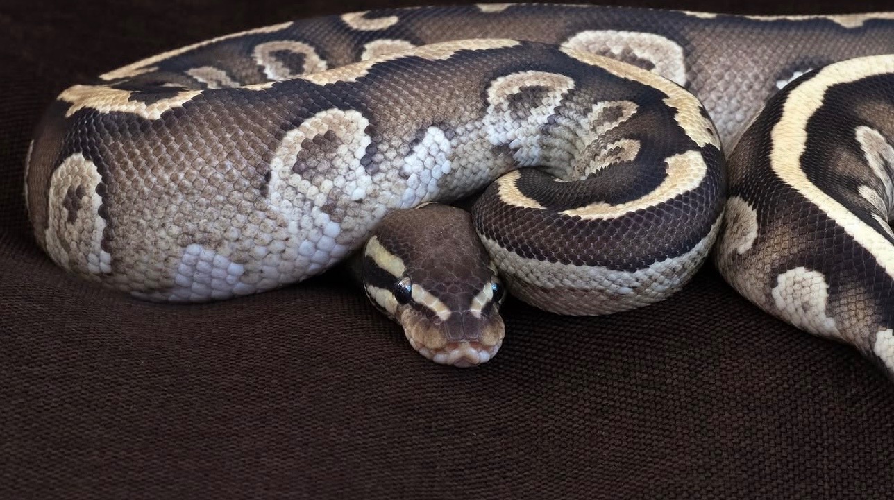 Самка Mojave yellow belly