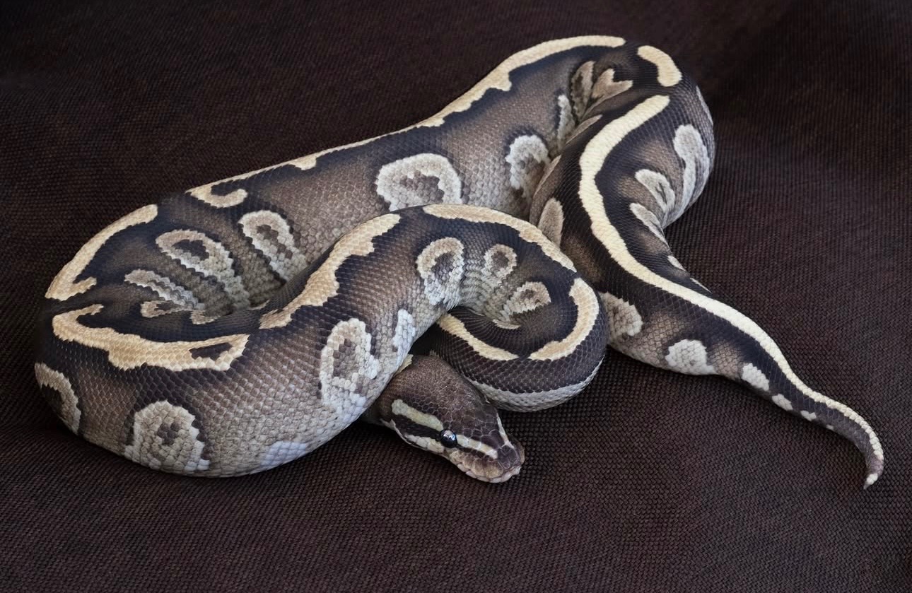 Самка Mojave yellow belly
