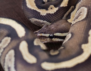 Самка Mojave yellow belly