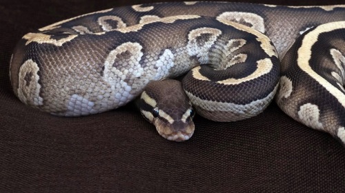 Самка Mojave yellow belly