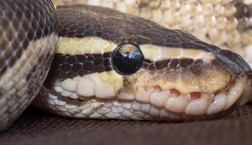 Самка Mojave yellow belly