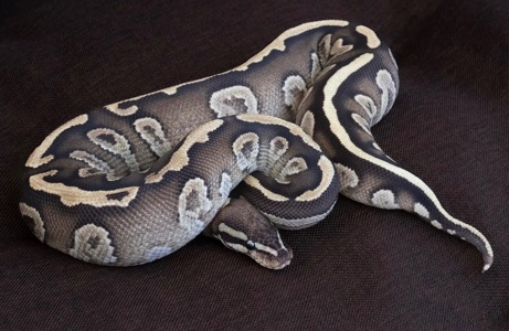 Самка Mojave yellow belly