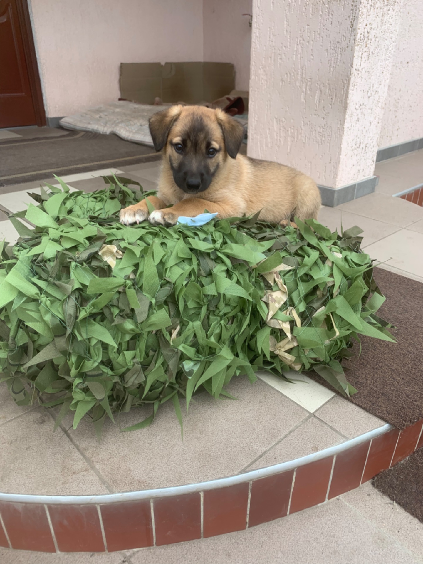 Маля від дикої собачки