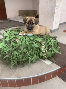 Маля від дикої собачки