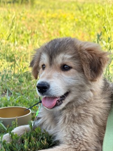 Шукає дім чарівна дівчинка