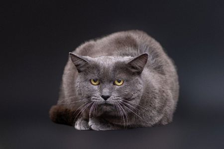 Лаванда