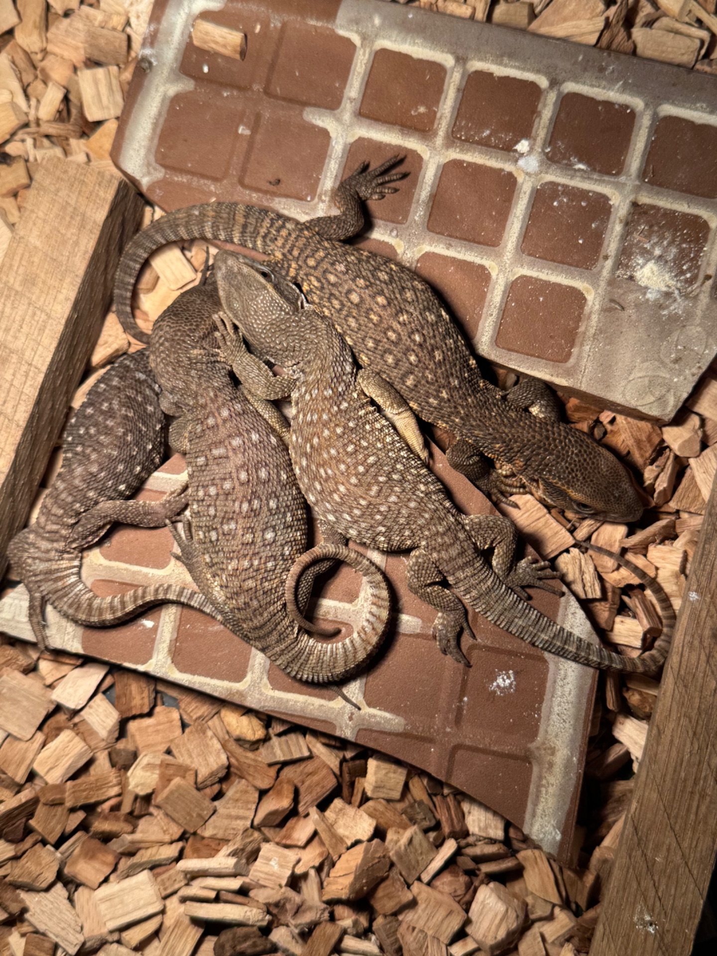 Капський варан (Varanus exanthematicus)