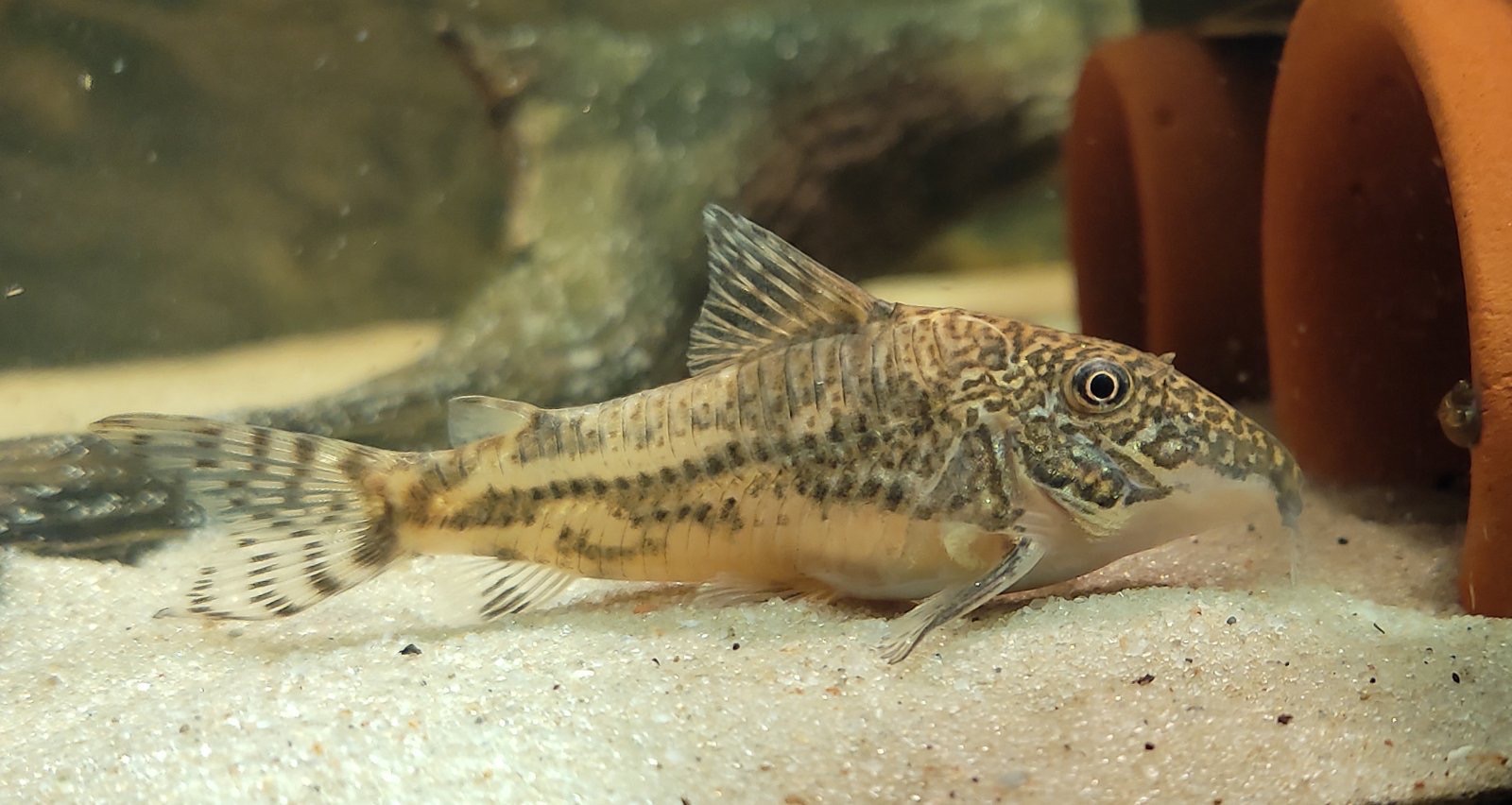 Сомики склеромістакс, Scleromystax barbatus, Otothyropsis piribebuy