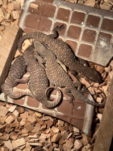 Капський варан (Varanus exanthematicus)