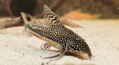 Сомики склеромістакс, Scleromystax barbatus, Otothyropsis piribebuy