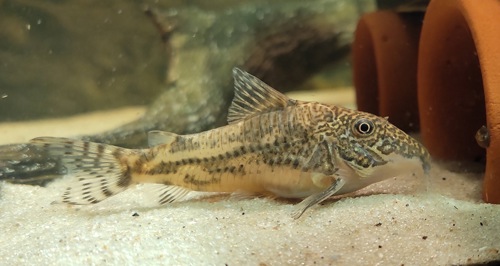 Сомики склеромістакс, Scleromystax barbatus, Otothyropsis piribebuy