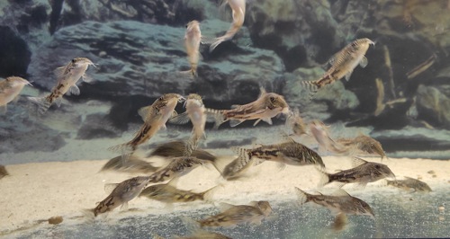Сомики склеромістакс, Scleromystax barbatus, Otothyropsis piribebuy