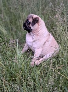 Мопс цуценя хлопчик