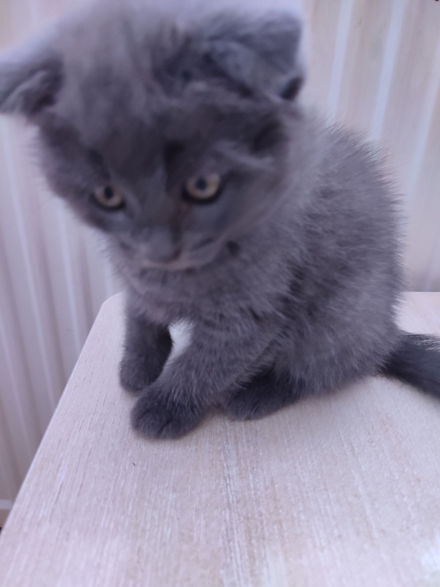 Кошенятка