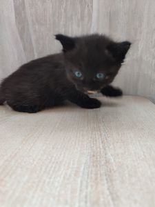 Кошенятка