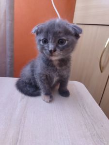 Кошенятка