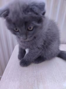 Кошенятка