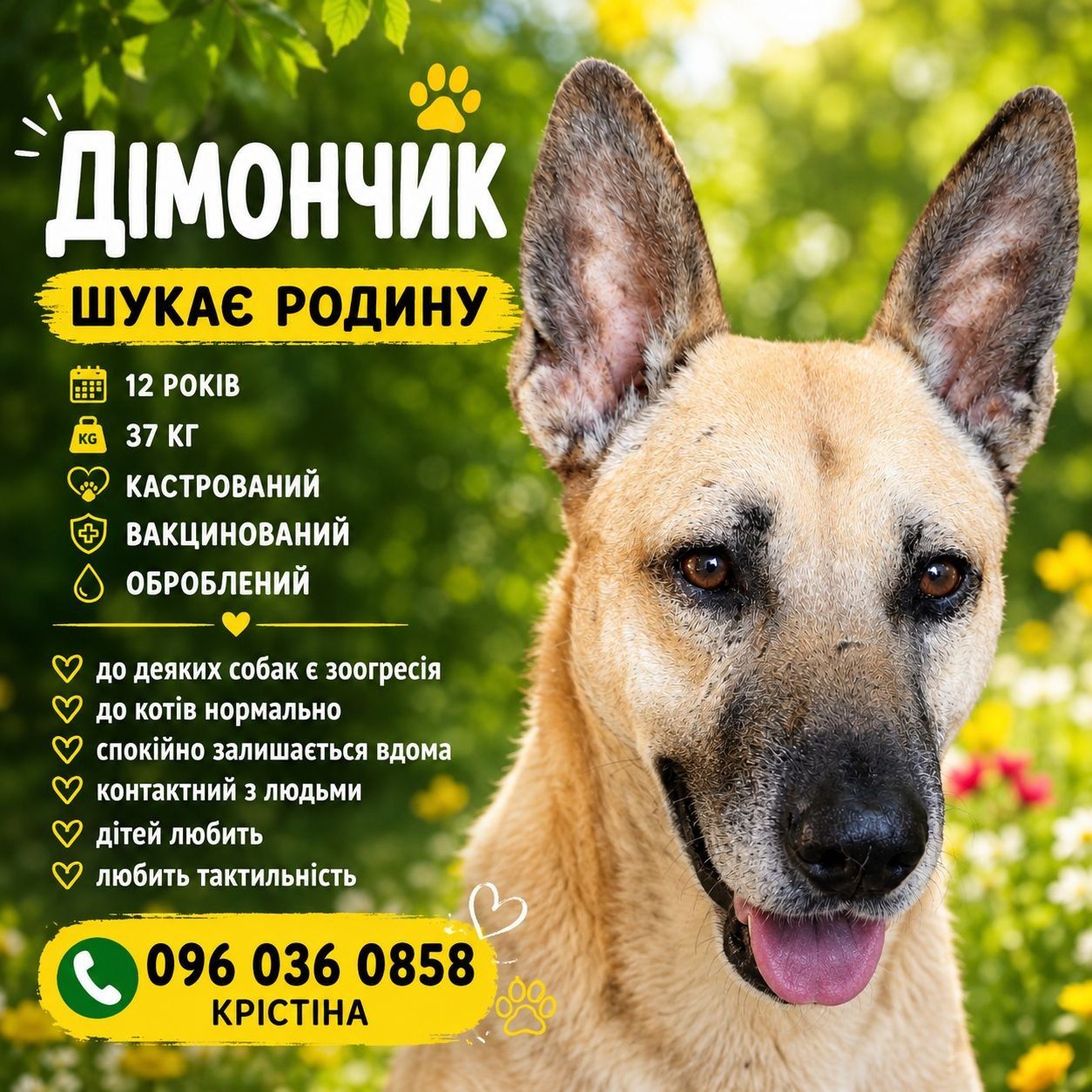 ❗🙏 Є 2 тижні знайти Дімончику родину 🙏🧡