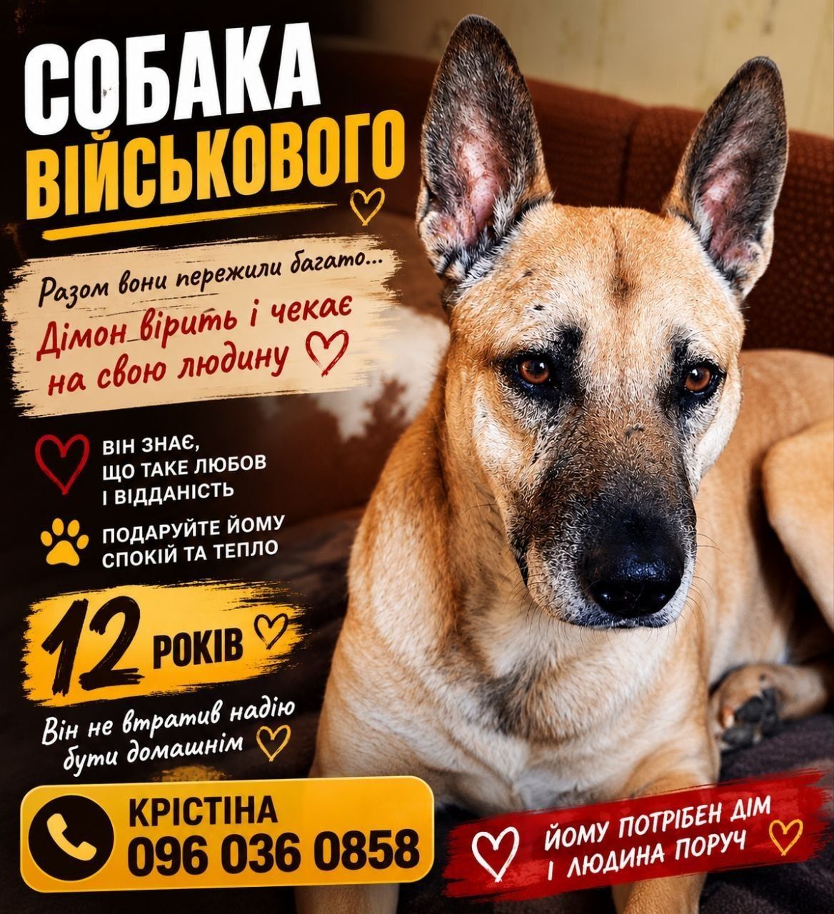 ❗🙏 Є 2 тижні знайти Дімончику родину 🙏🧡