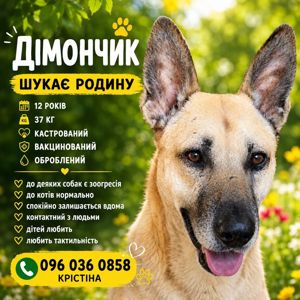 ❗🙏 Є 2 тижні знайти Дімончику родину 🙏🧡