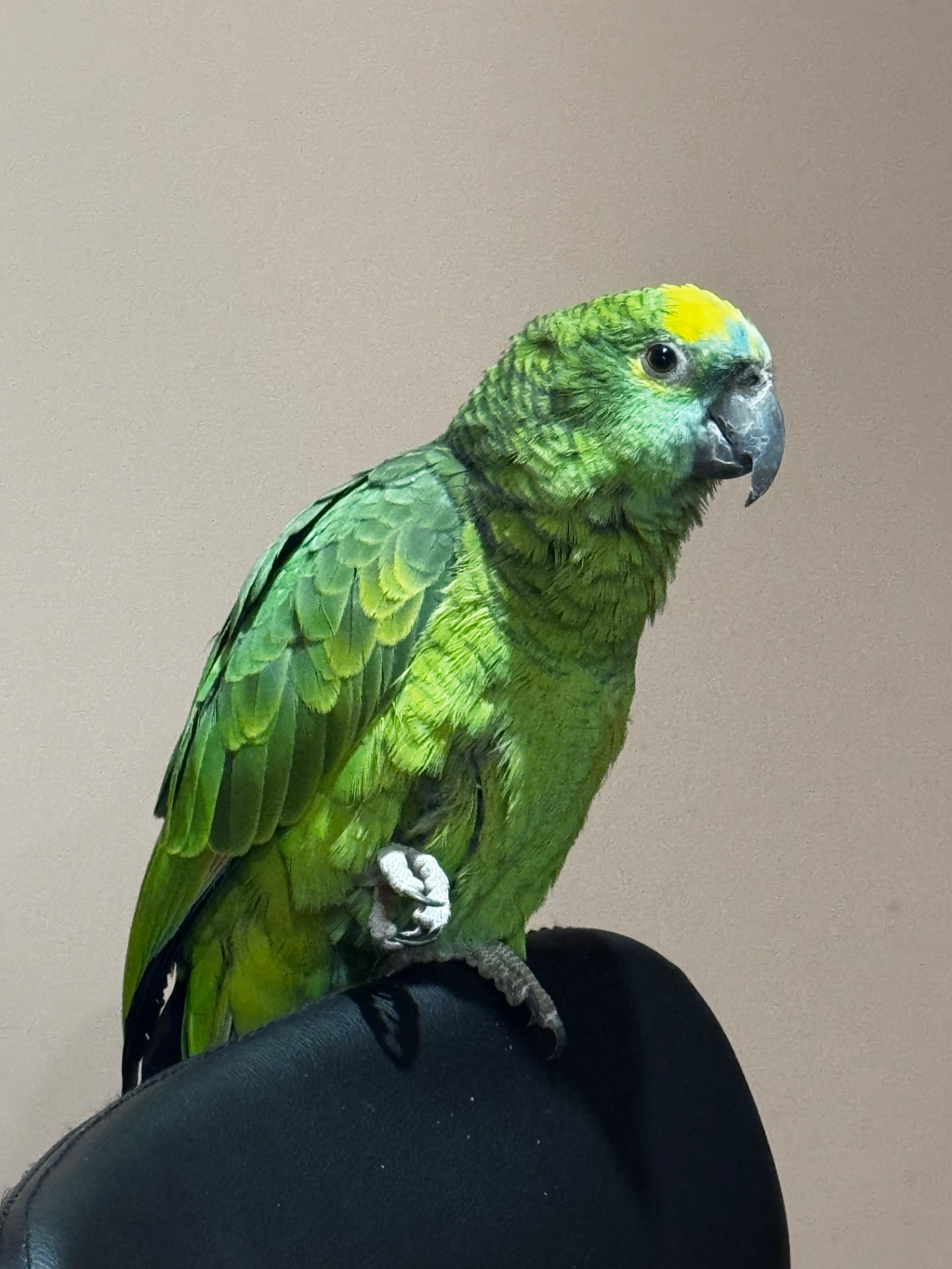 Продам папугу Амазон