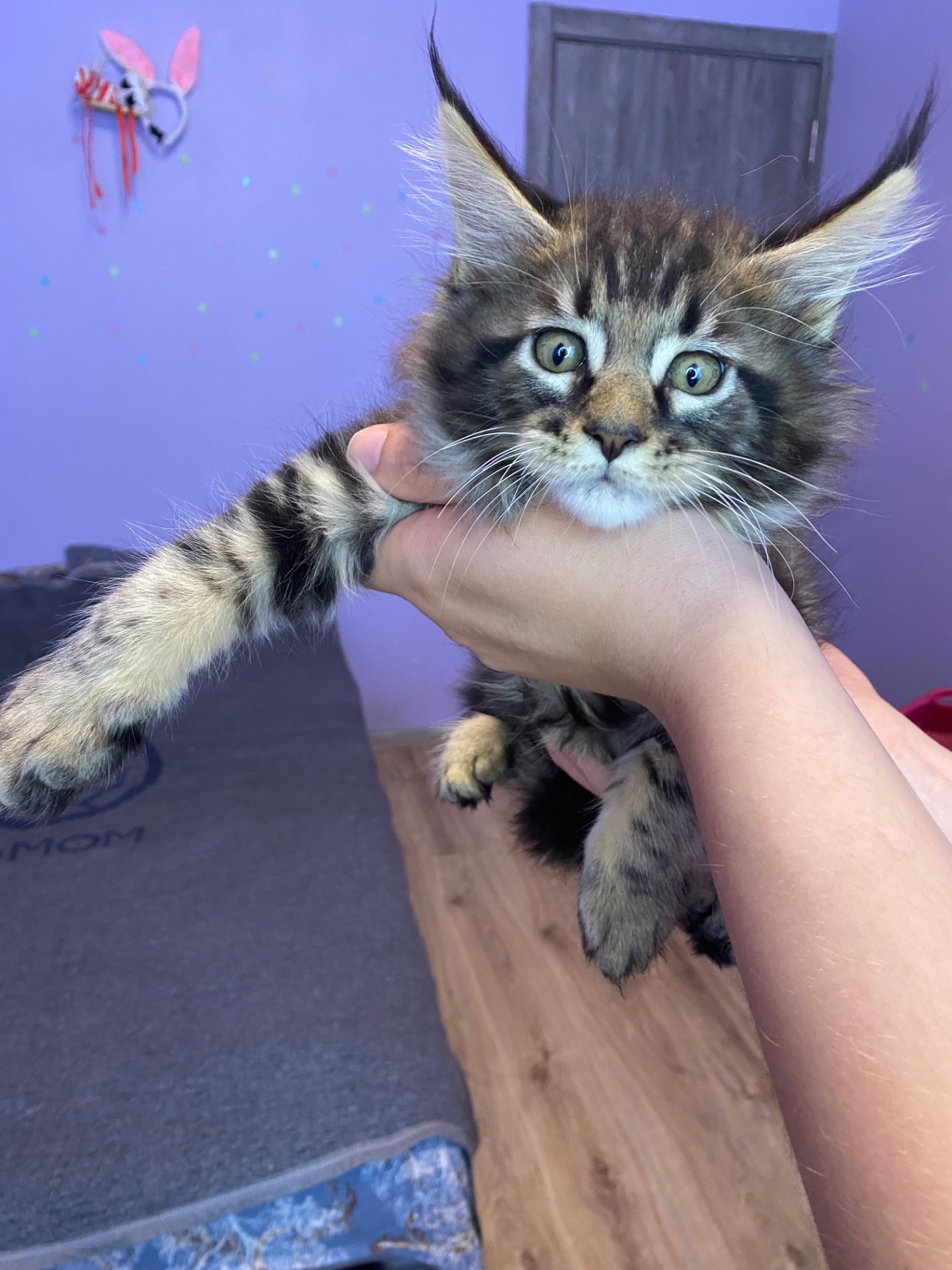 Котята Мейнкун мейн-кун кошенята