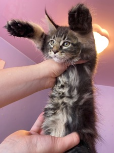 Котята Мейнкун мейн-кун кошенята