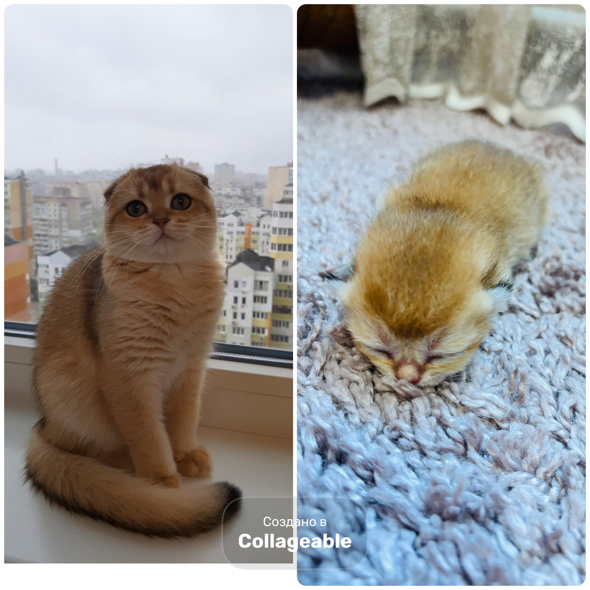 Котята золотой шиншиллы поинт