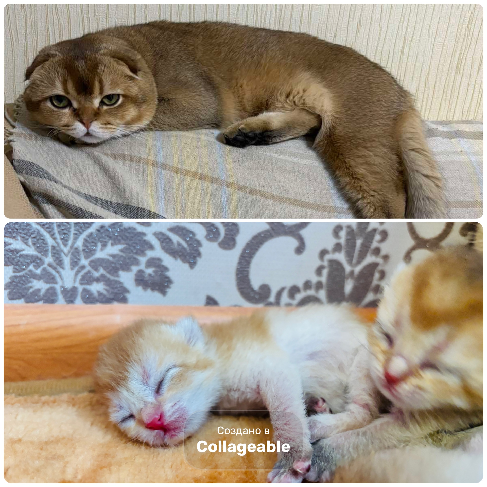 Котята золотой шиншиллы поинт