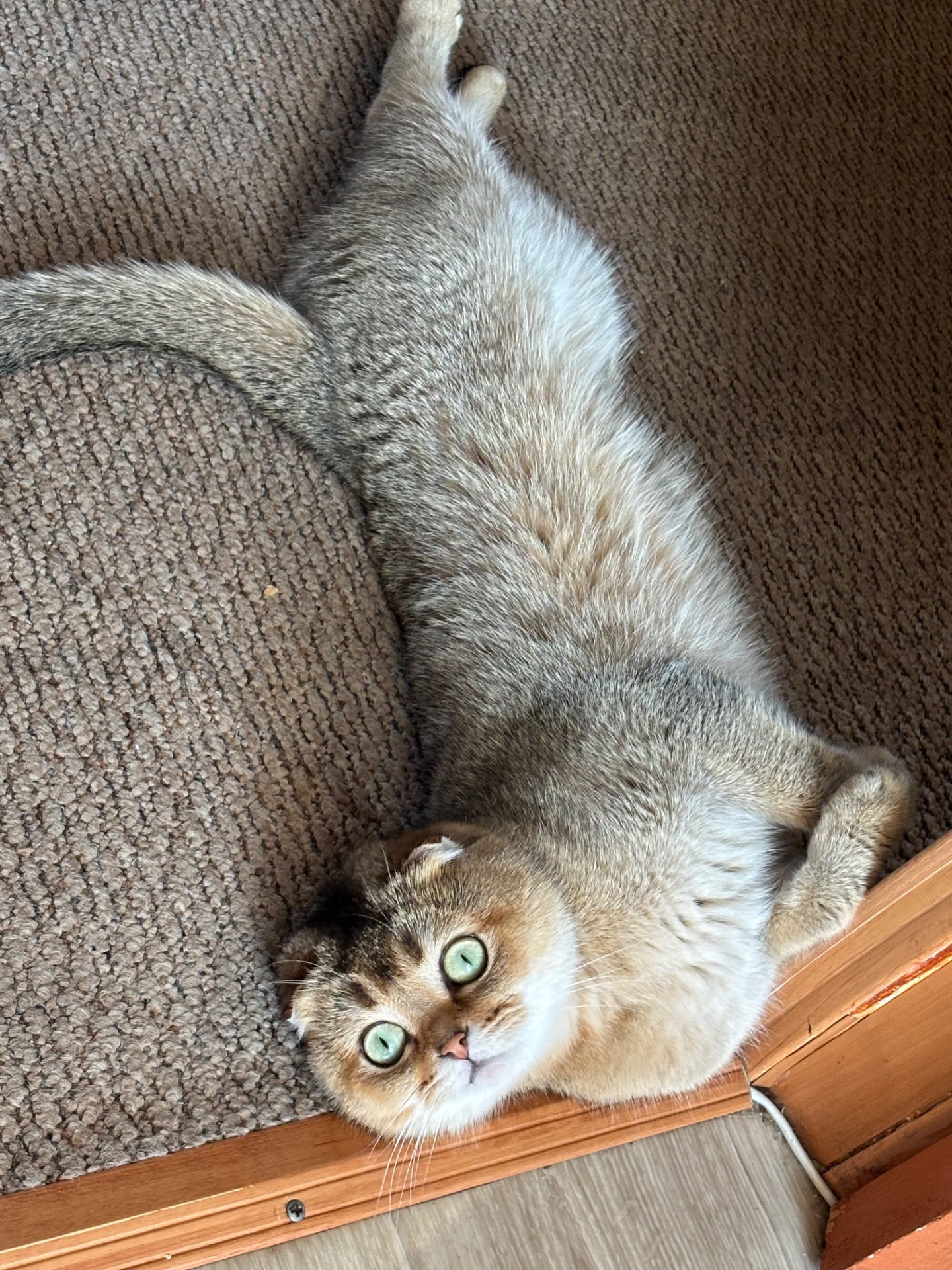 Котята золотой шиншиллы поинт