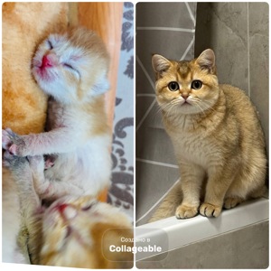 Котята золотой шиншиллы поинт