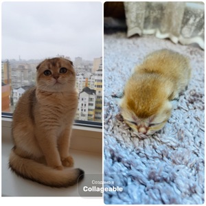 Котята золотой шиншиллы поинт